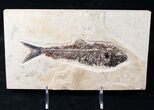 Diplomystus Fossil Fish - Layer #13841-1